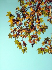 IMG_1351.JPG