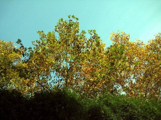 IMG_1375.JPG