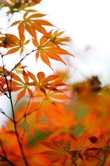 DSC08656_副本.jpg