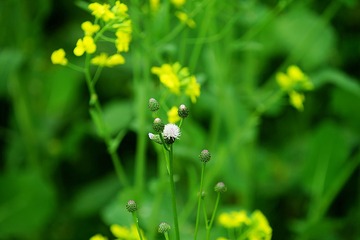 DSC08268_副本.jpg