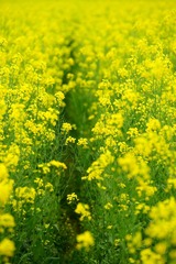 DSC08270_副本.jpg
