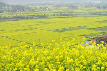 DSC08277_副本.jpg