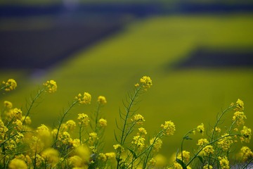 DSC08434_副本.jpg
