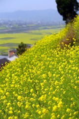 DSC08446_副本.jpg