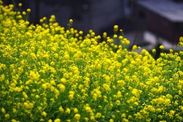DSC08385_副本.jpg