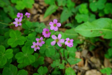 DSC09729_副本.jpg