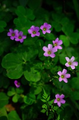 DSC09757_副本.jpg