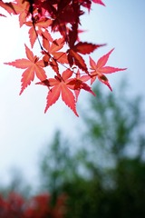 DSC09923_副本.jpg