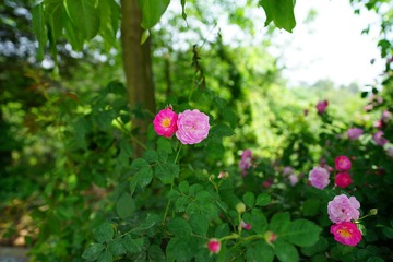DSC09698_副本.jpg