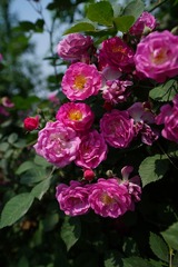 DSC09714_副本.jpg