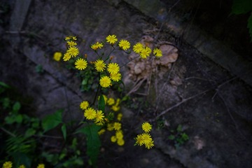 DSC09750_副本.jpg