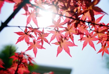 DSC09932_副本.jpg