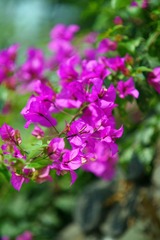 DSC02659_副本.jpg