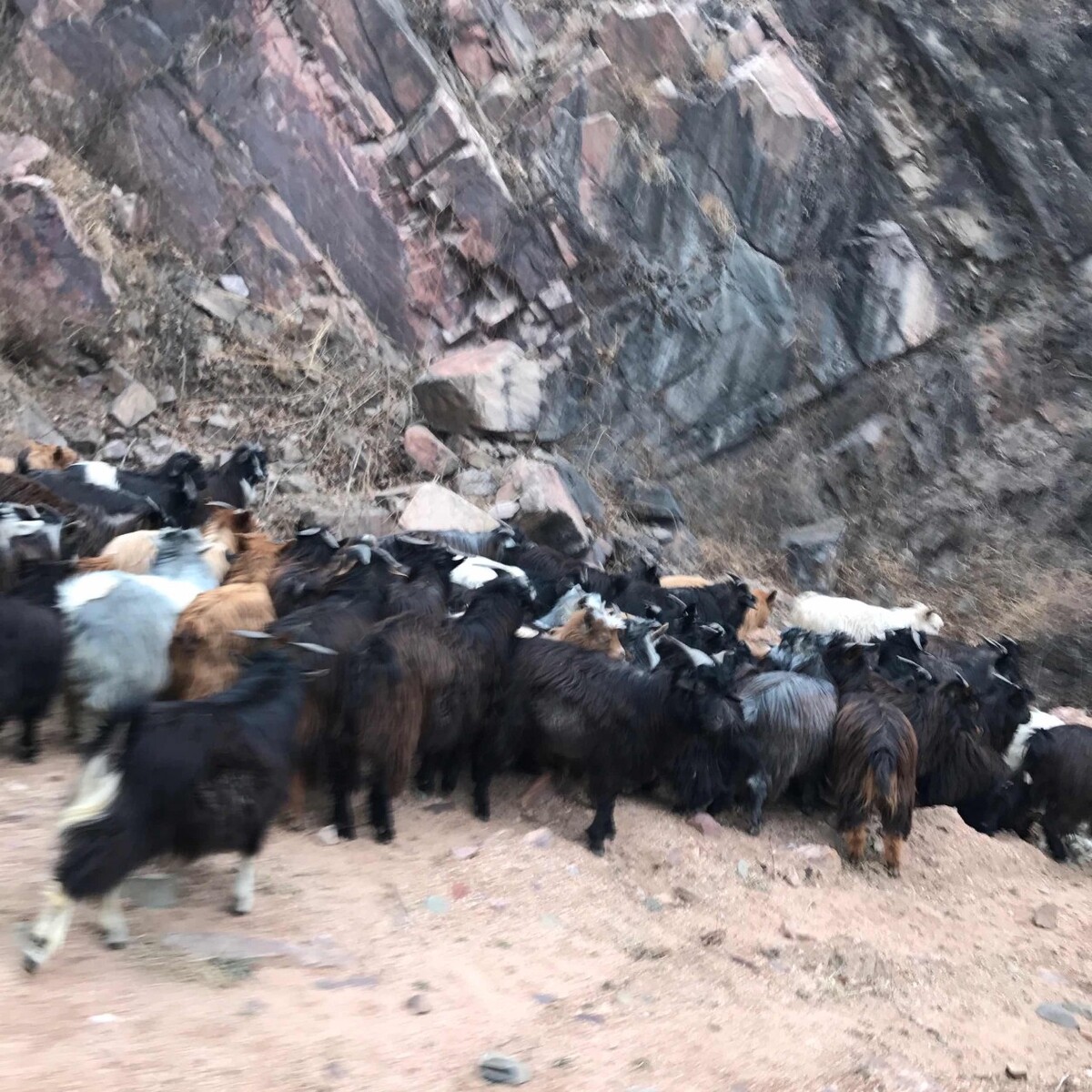 中国驴养殖分布