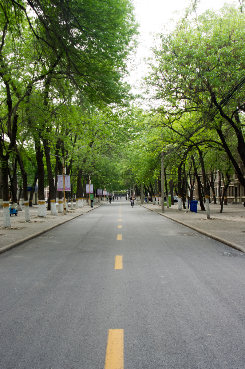 天津大学小树林