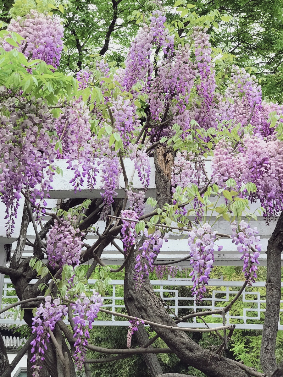 紫藤丨中山公园