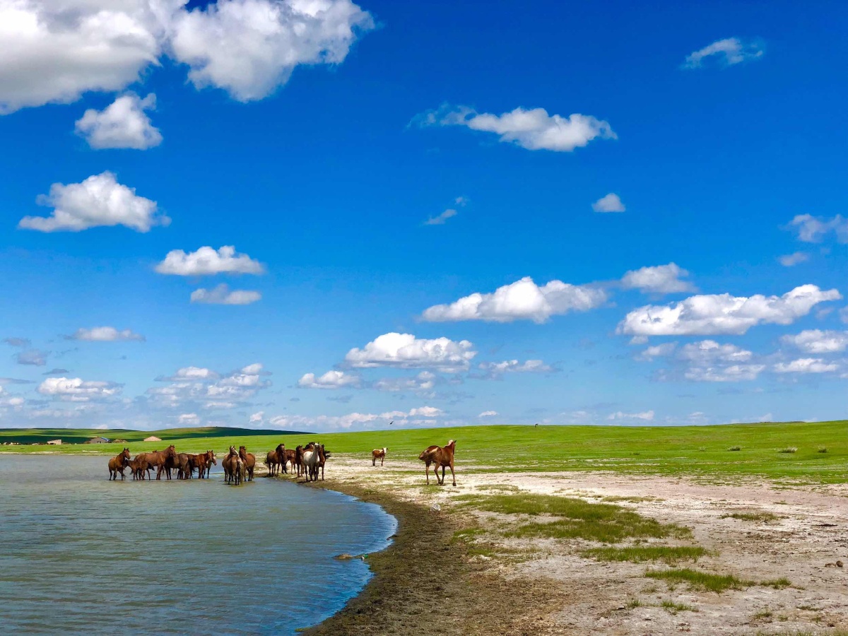 草原上自由自在的马儿