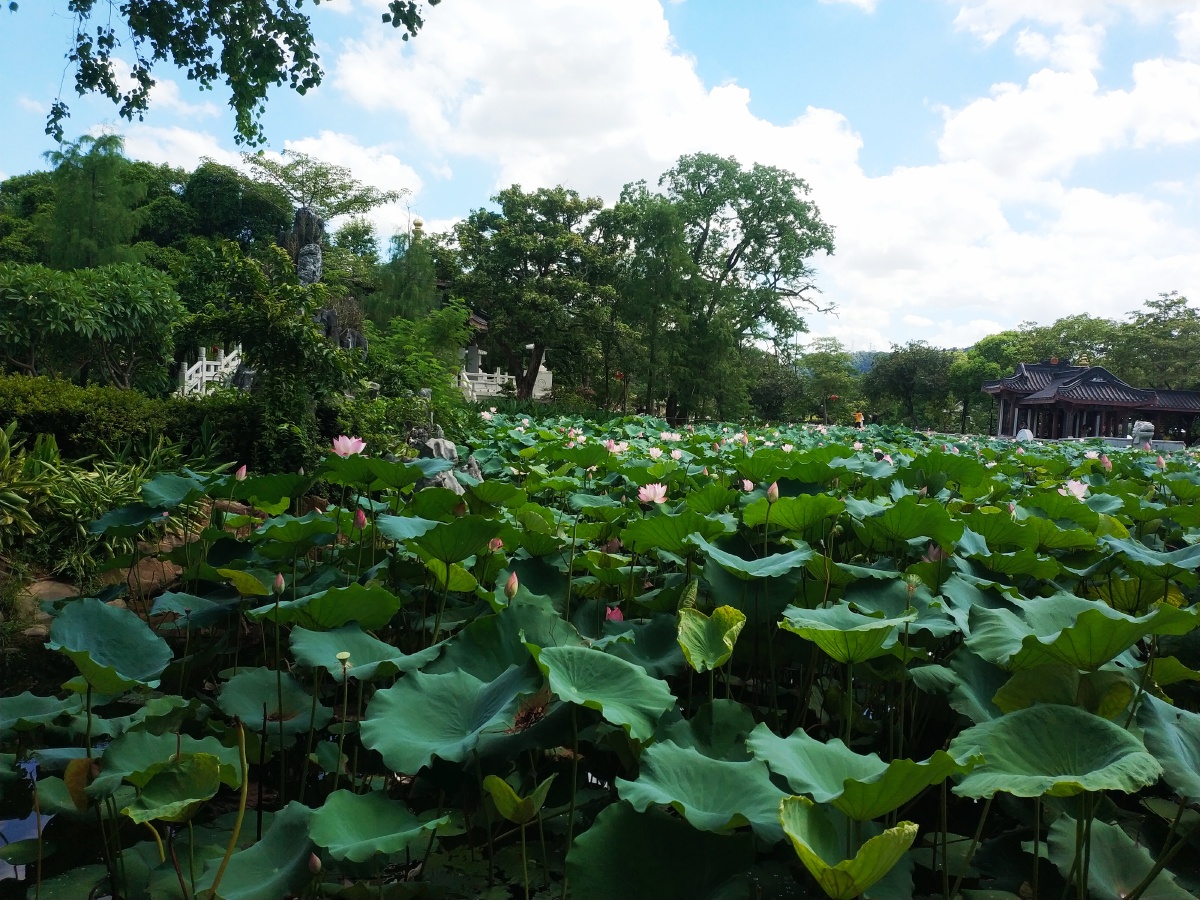 惠州西湖荷花