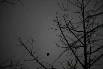 WM3H0909