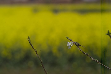 F7K76752