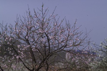 F7K76779