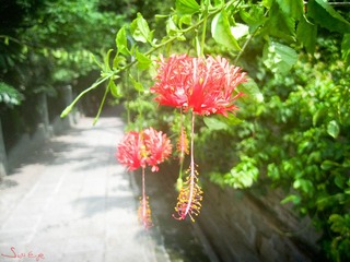 鼓浪屿山路上的“灯笼”