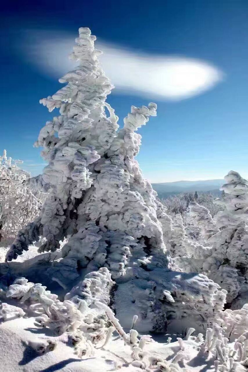 我爱你塞北的雪