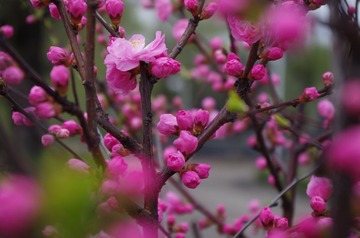IMGP0410.JPG