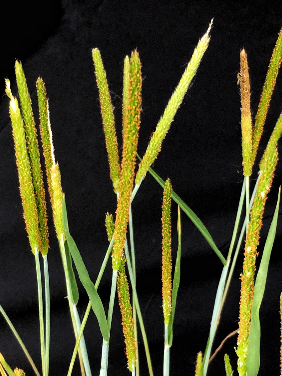 白日不到处,青春恰自来!--野花野草2