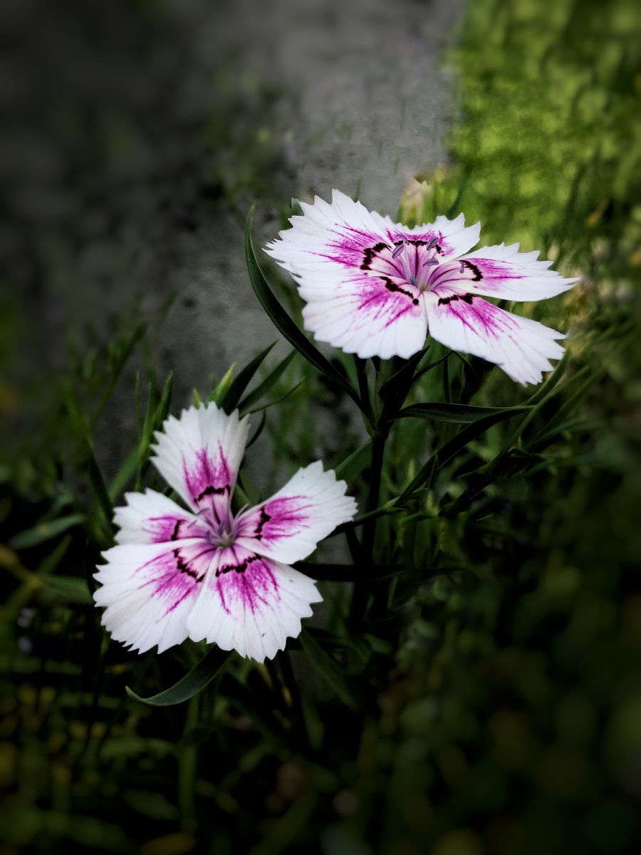 白日不到处,青春恰自来!--野花野草2