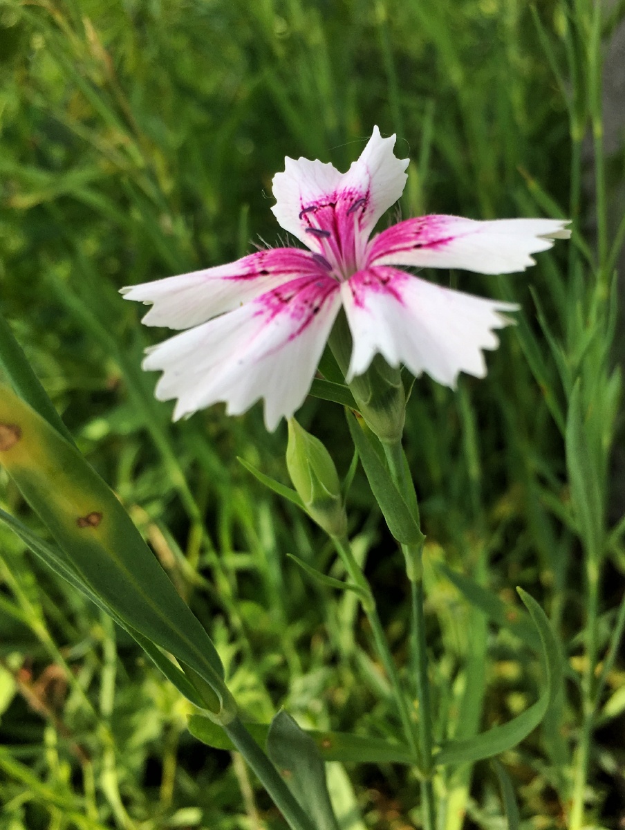 白日不到处,青春恰自来!--野花野草2