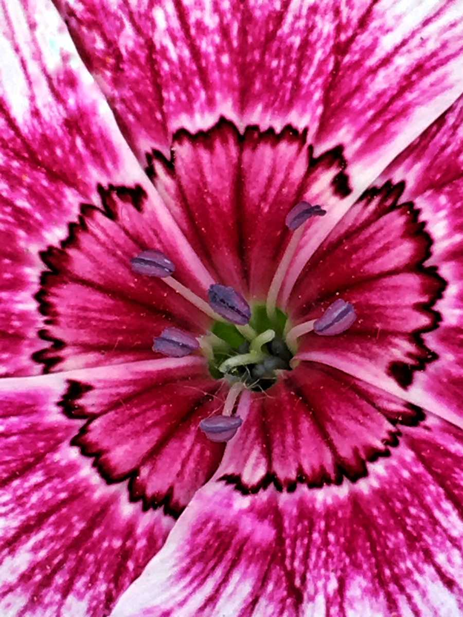 白日不到处,青春恰自来!--野花野草2