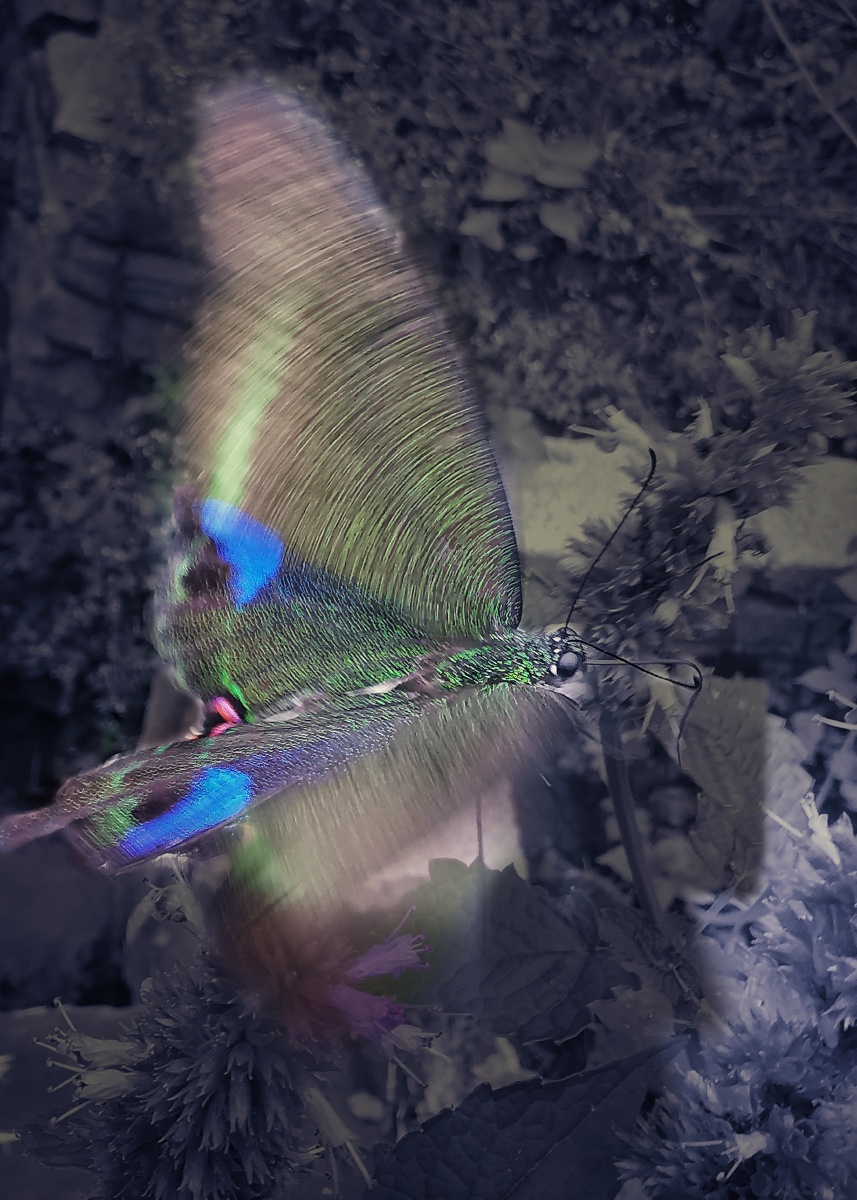 煽动翅膀的蝴蝶