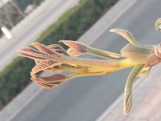388067