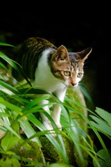 leap to the Green