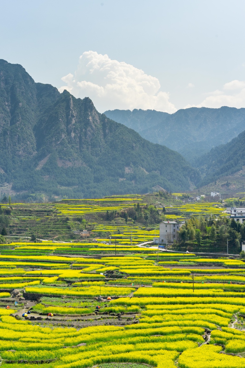 春来家朋金满地