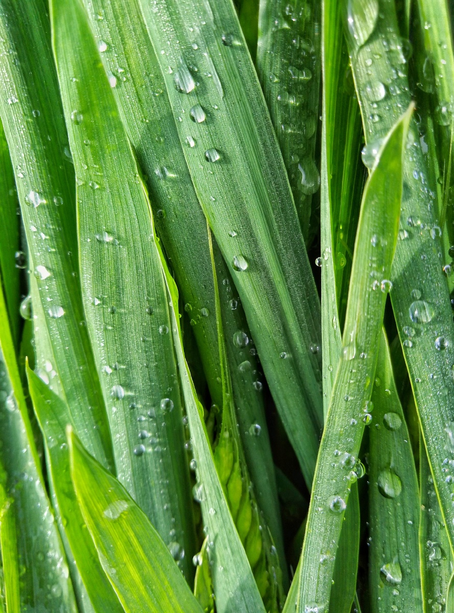 随风舞动的麦叶