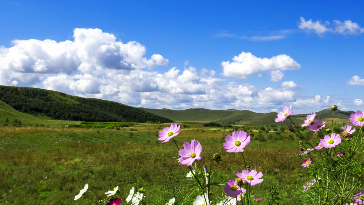 《张北坝上草原》