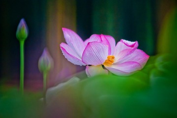 梦荷