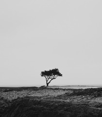 Apple Photos Document