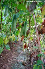 DSC02137.jpg