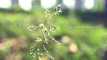 草.jpg