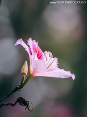 240066