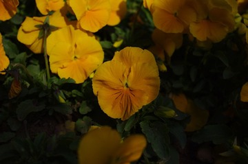 IMGP1687.JPG