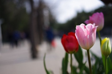 IMGP1694.JPG