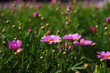 IMGP1699.JPG
