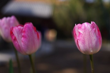 IMGP1706.JPG