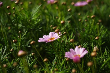 IMGP1719.JPG