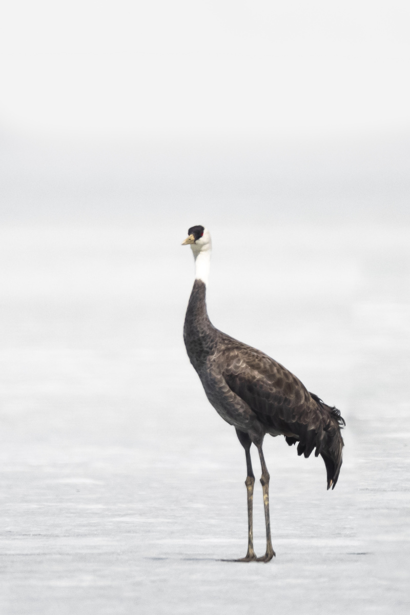 白头鹤拍摄于九台湿地 - sun0001 - 图虫