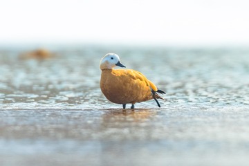 82695
